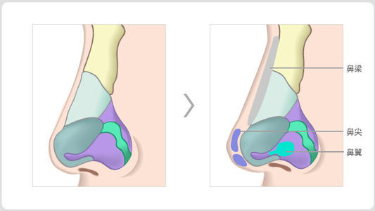 鼻部結構示圖