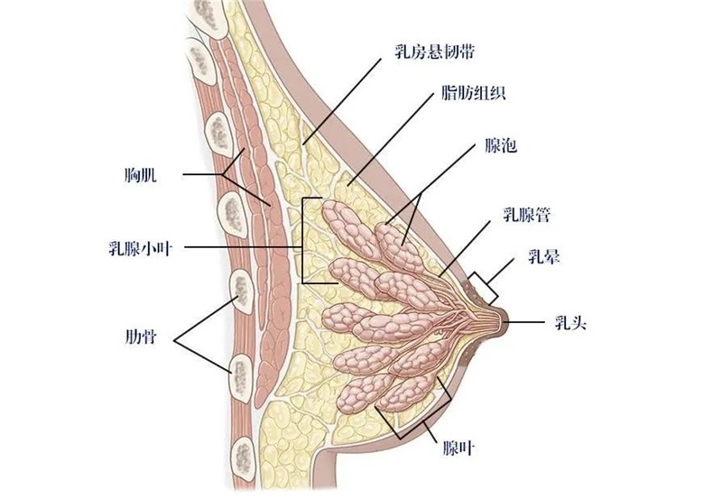 抽脂肪隆胸