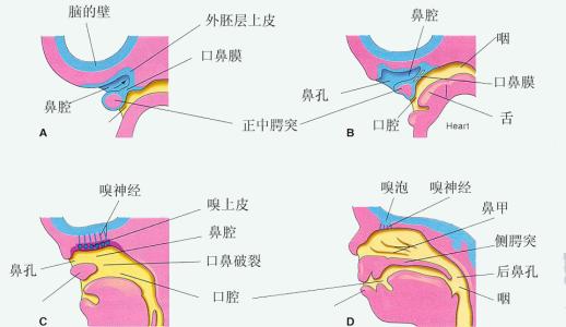 鼻部結構圖