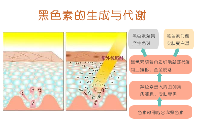 曬黑了怎麼(me)快速變白